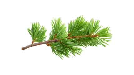 A detailed image of a pine twig showcasing its natural texture and color
