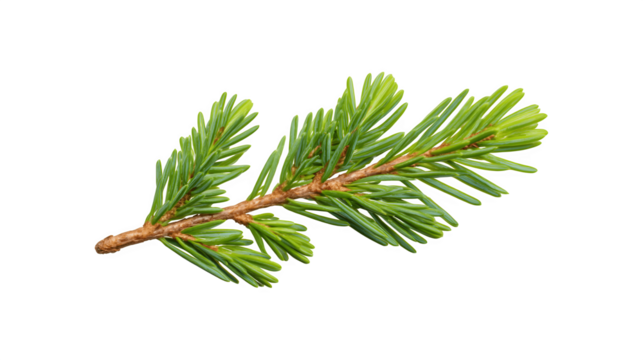A detailed image of a pine twig showcasing its natural texture and color

