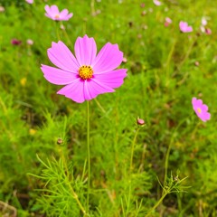 Obraz premium Close-up of a vibrant pink cosmos flower in a field of green foliage