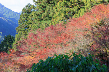 紅葉した山