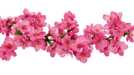 Fototapeta premium Delicate pink plum blossom branch showcasing beautiful floral details 