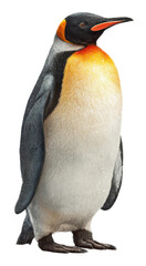 Fototapeta premium Penguin standing in snowy environment wildlife nature isolated on transparent background