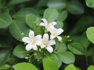 close up of orange jasmine flower