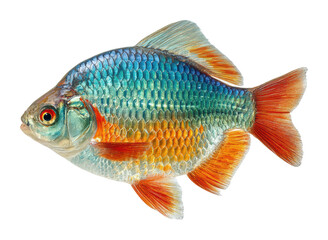 Colorful fish swimming in aquarium underwater scene vibrant nature isolated on transparent background