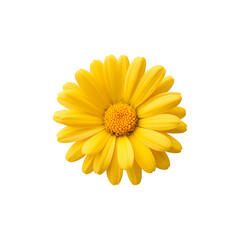 A vibrant yellow daisy flower showcasing natural beauty and simplicity

