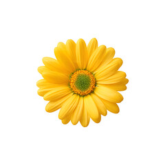 A vibrant yellow daisy flower showcasing natural beauty and simplicity

