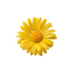 A vibrant yellow daisy flower showcasing natural beauty and simplicity

