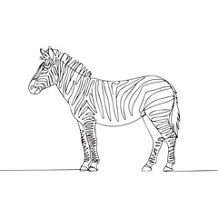 Continuous line of walking standing zebra .Single one line art of wild zebra , One continuous line illustration of an zebra isolated on white background.