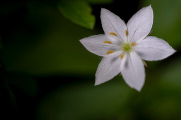 Trientalis europaea beautiful white flowers