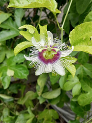 Intricate and beautiful passion flower blooming in a garden, displaying its unique and vibrant...