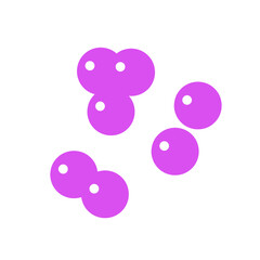 staphylococcus bacteria
