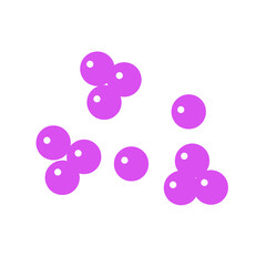 staphylococcus bacteria