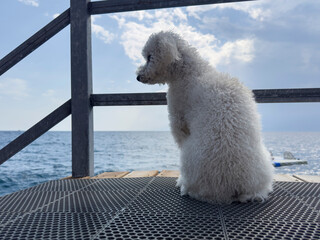beautiful dog waiting for owner by the sea