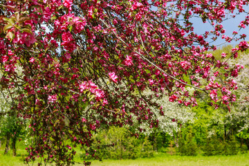 Beautiful pink petals on a blooming apple tree in spring