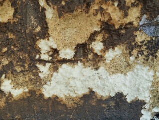 Abstrack old rustic foam weathered texture background 