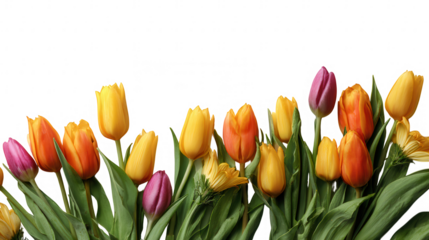 Colorful Tulip Blossom Fruit Floral Border on Transparent Background