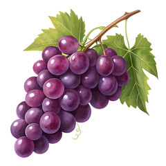 Fototapeta premium Fresh ripe purple grapes on a vine with green leaves