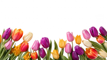 Colorful Tulip Blossom Fruit Floral Border on Transparent Background