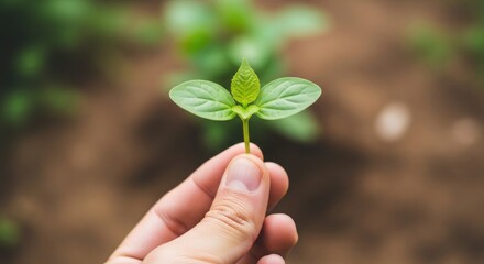 Hand holding a small green sprout with dew drops seedling