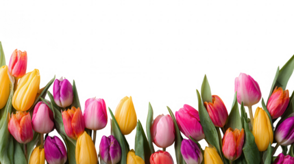 Colorful Tulip Blossom Fruit Floral Border on Transparent Background