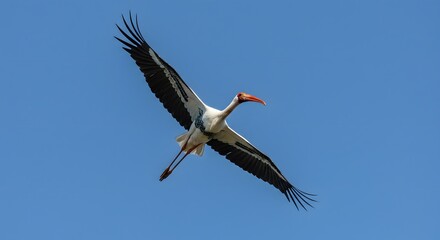 Obraz premium Stork flying in a clear blue sky