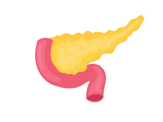 Human pancreas, medical and biological purposes