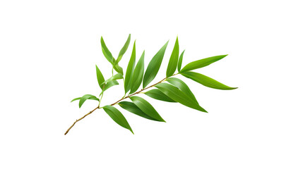 Naklejka premium Lush green bamboo leaf branch showcasing nature's beauty and tranquility 
