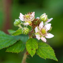 Close-up of delicate light pink blackberry blossoms and green buds on a leafy stem