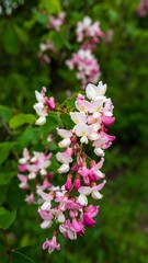 Pink flowers blooming in garden