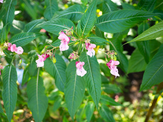 Himalayan balsam plants with pink flowers and green leaves growing in natural vegetation outdoors on a sunny day.