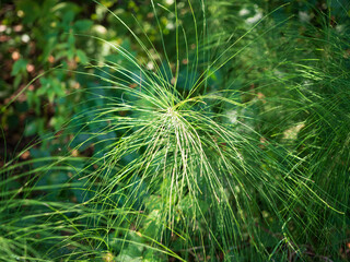 Close-up of field horsetail (Equisetum arvense) with thin green stems and whorled branches, a plant used in herbal medicine and natural remedies.
