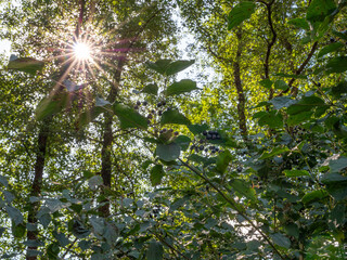 Obraz premium Common dogwood shrub with clusters of black berries and green leaves in forest, sunlight shining through trees.