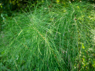 Close-up of field horsetail plant with thin green stems and whorled branches growing in natural...