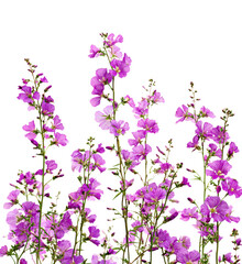 Fototapeta premium Vibrant purple wildflowers in bloom nature isolated on transparent background