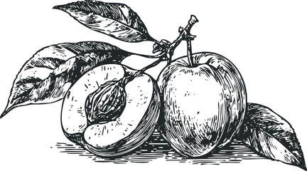 Hand Drawn Sketch of a Whole and Halved Peach with Leaves