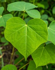 Close-up of a vibrant green heart-shaped leaf, surrounded by others, in a natural setting