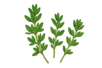 Obraz premium Sprigs of fresh thyme with vibrant green leaves isolated on a transparent background, ideal for culinary or botanical projects