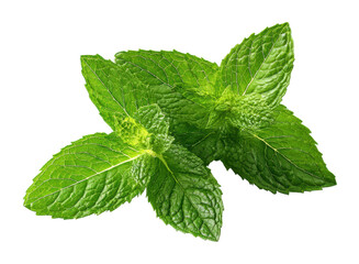 Harvesting fresh mint leaves home garden natural light isolated on transparent background