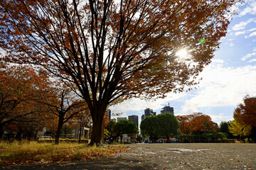 A small park in the city with beautiful autumn leaves and a sunny autumn sky