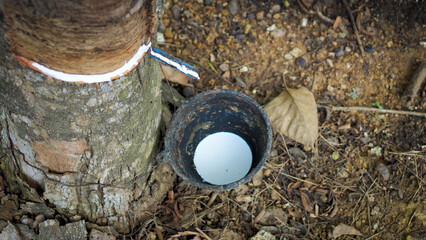 A rubber tree is being tapped for latex, with a small cup collecting the sap. The scene displays...