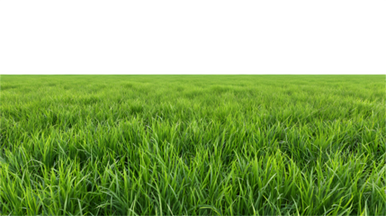 Lush green grass field in a serene outdoor setting

