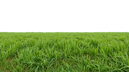 Lush green grass field in a serene outdoor setting

