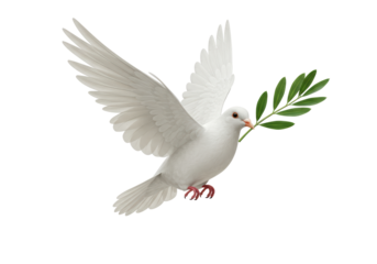 Isolated white dove of peace carrying olive branch for hope, love, and prosperity
