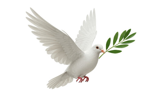 Isolated white dove of peace carrying olive branch for hope, love, and prosperity