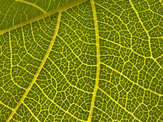 A leaf with a yellowish tint and a lot of detail