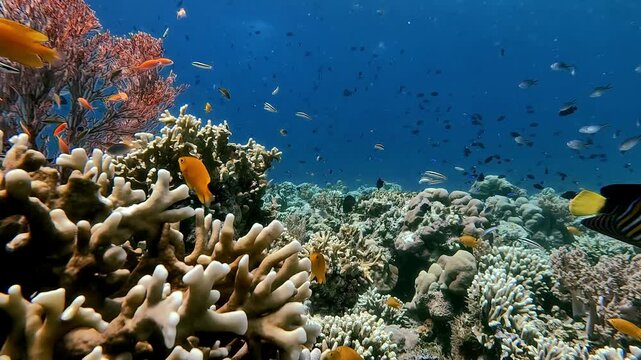 Colorful Coral Reef Fish Swimming Near Fire Coral Underwater