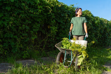 Caucasian female gardener with wheelbarrow in sunny green garden with hedge in background. Bright...