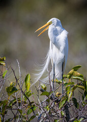 great white heron