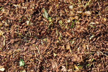 A close up top down view of a pile of dried organic matter. The texture consists of brown and green...