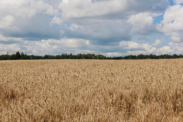 A picturesque golden wheat field under a bright blue sky, showcasing the beauty of nature and the abundance of harvest.